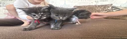 Maine Coon cats for sale: Maine coon  - Advert 5