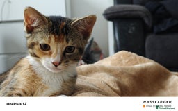 American Shorthair cats for sale: 🐾 Adorable Young Calico Cat Looking  - Image 2
