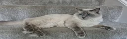 Ragdoll cats for sale: Pure White Raggdol - Advert 4