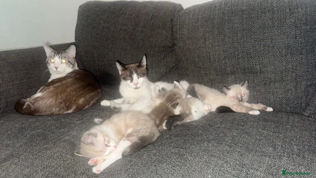 Ragdoll cats for sale: Ragdoll kittens - Advert 2