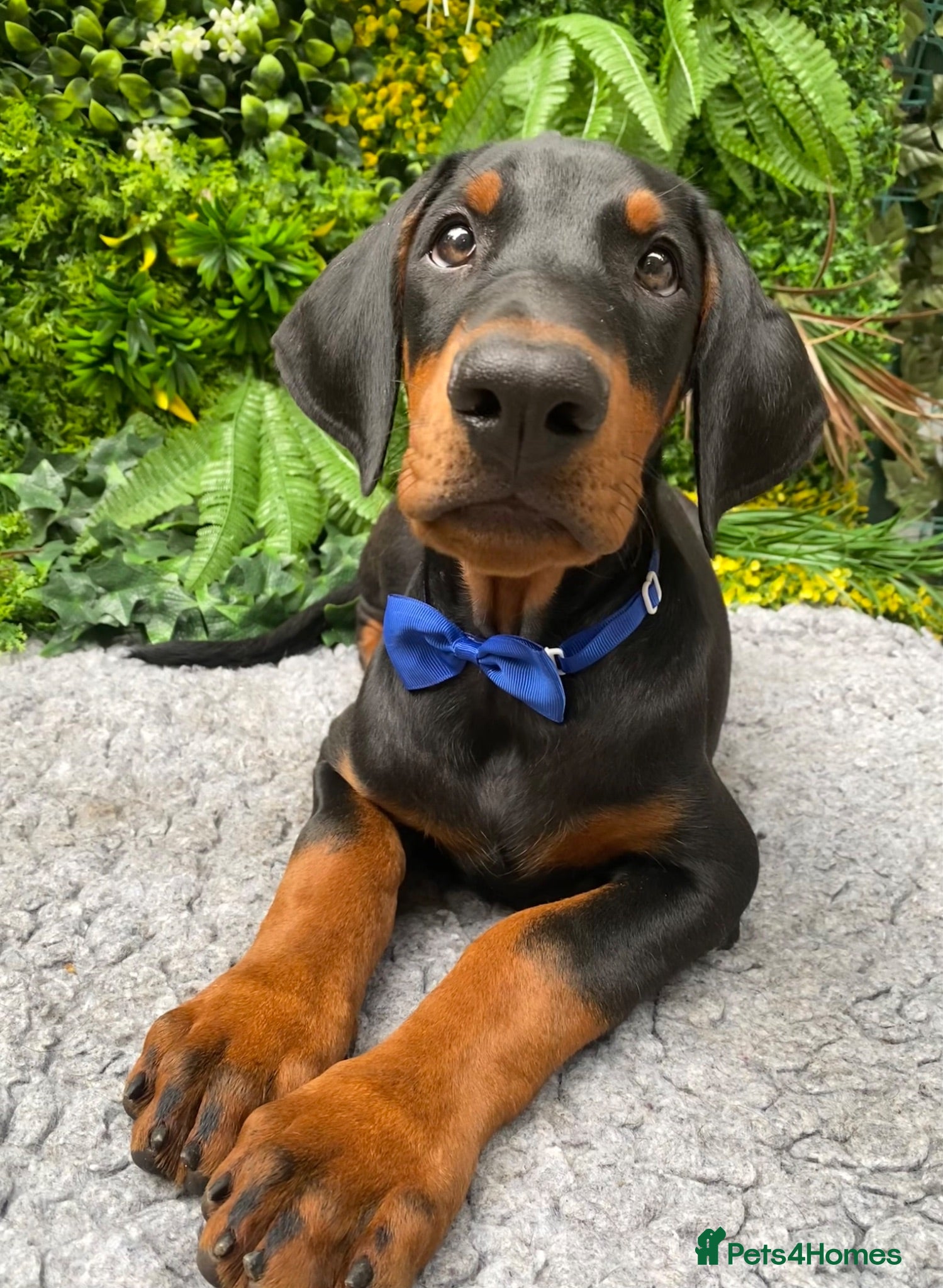 Dobermann dogs *KC REGISTERED* HEALTH TESTED DOBERMAN PUPPIES - Advert 1