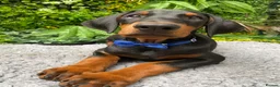 Dobermann dogs for sale: *KC REGISTERED* HEALTH TESTED DOBERMAN PUPPIES - Advert 11