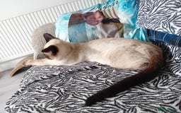 Mixed Breed cats for sale: Ragdoll mix - Advert 4