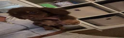 Miniature Dachshund dogs for sale: Fluffy miniature dachshund ONE LEFT - Advert 3