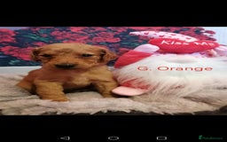 Mixed Breed dogs for sale: Stunning multigenerational golden Irish doodles  - Image 18