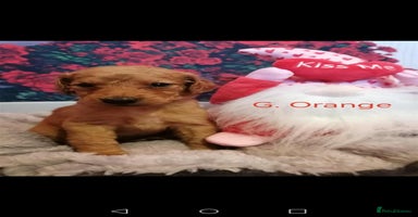 Mixed Breed dogs - Advert 8
