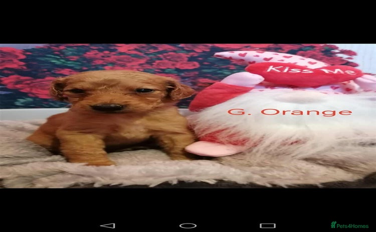 Mixed Breed dogs - Advert 1