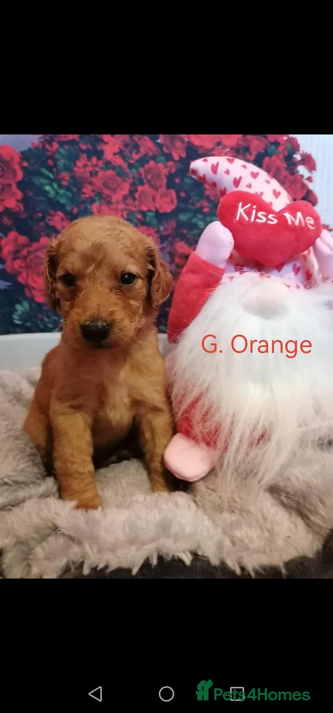 Mixed Breed dogs for sale: Stunning multigenerational golden Irish doodles  - Image 18