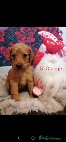 Mixed Breed dogs - Advert 1