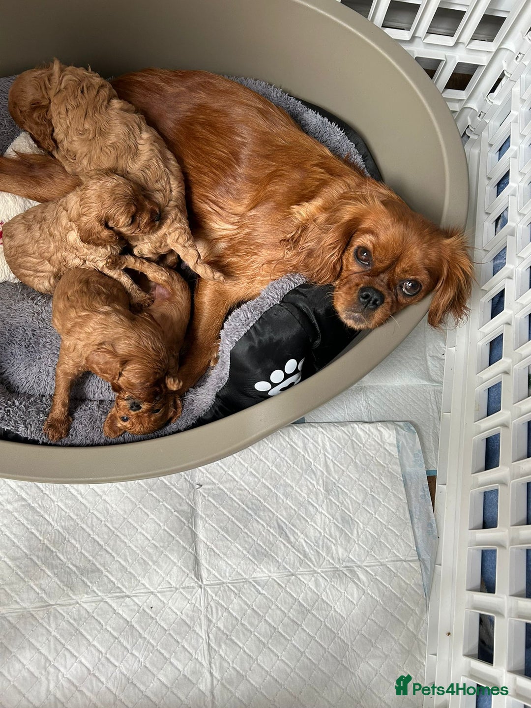 Cavapoo dogs for sale: Beautiful Cavapoo Puppies - Image 3