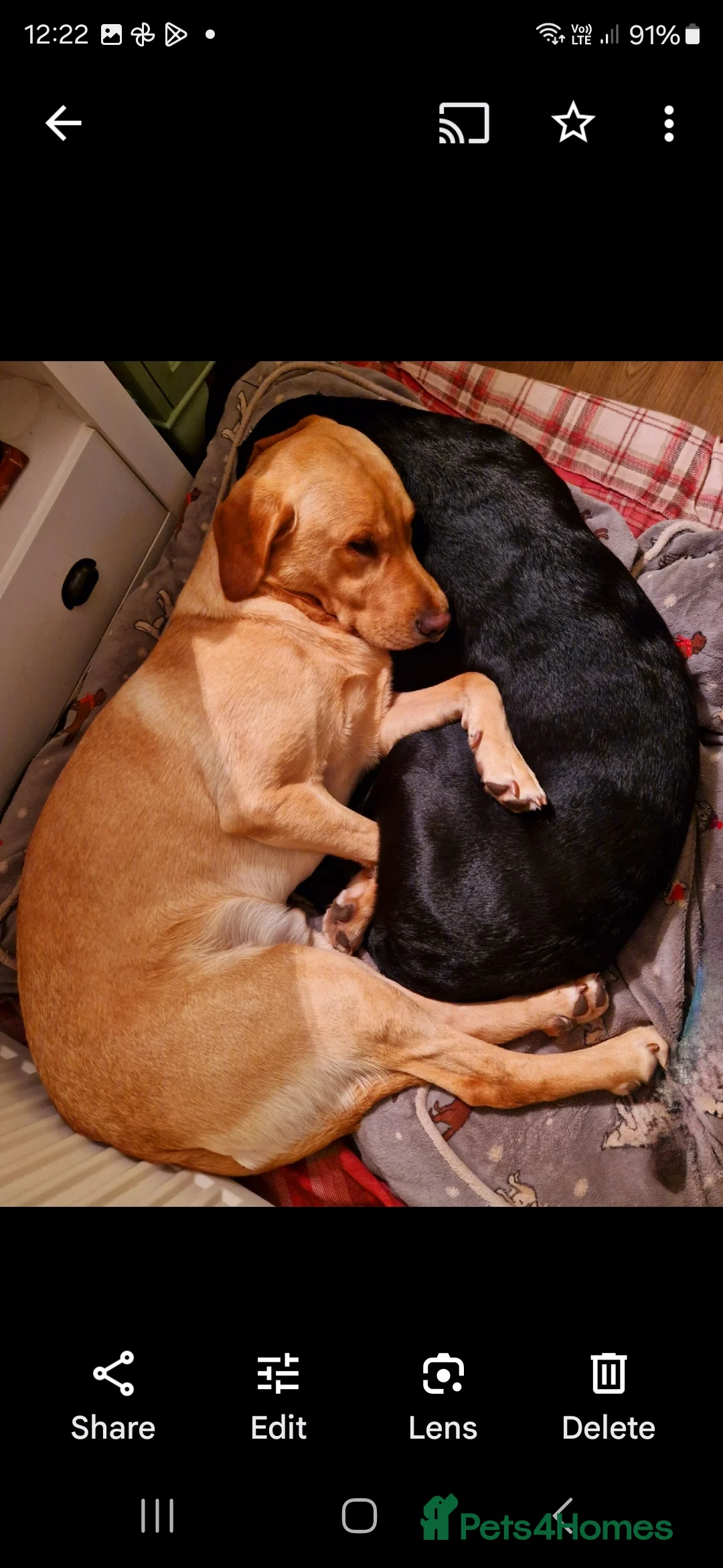 Labrador Retriever dogs for stud: Unproven Labrador Stud NO FEE. KC reg/BVA screened in Brecon - Advert 38