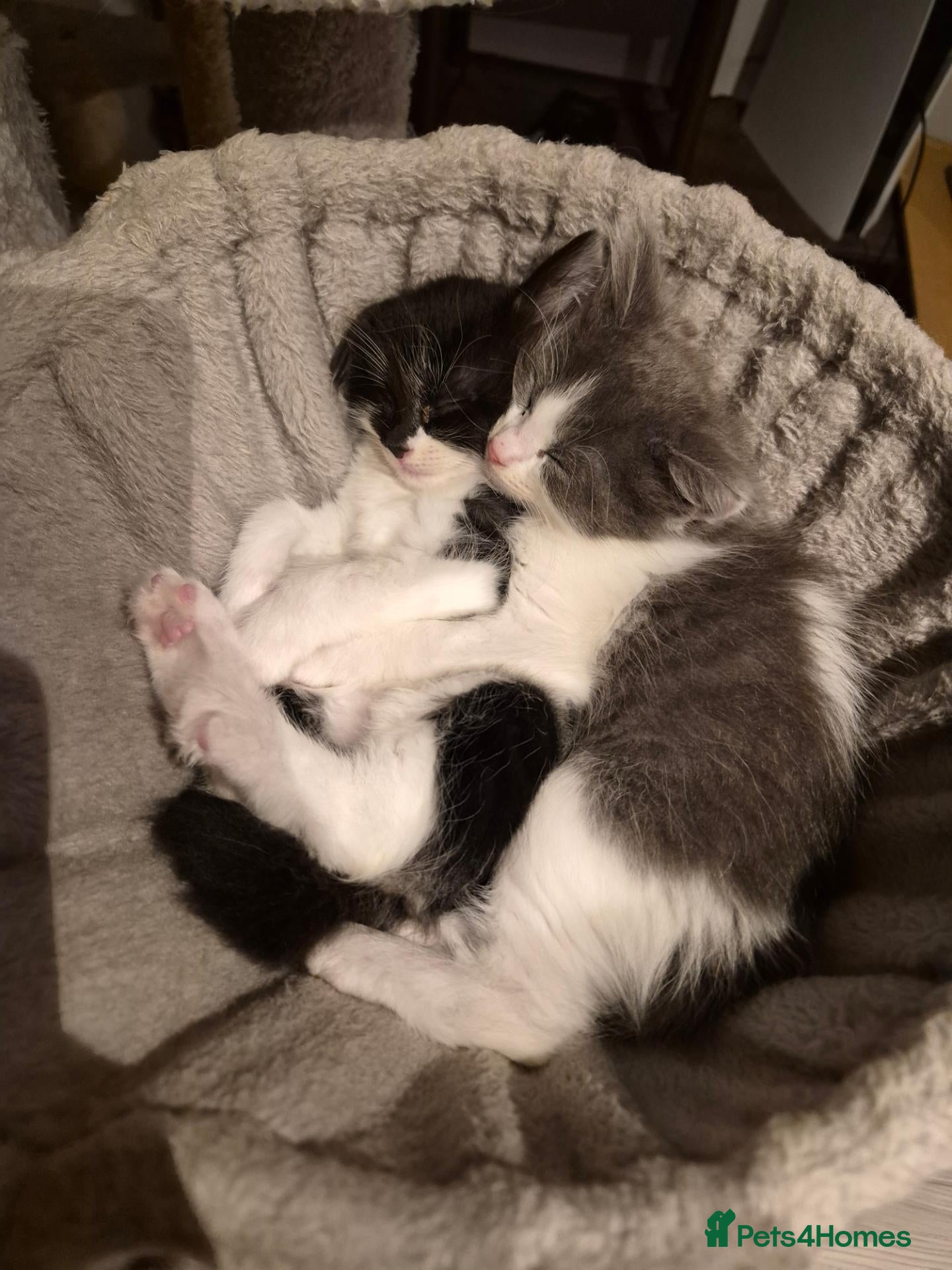 Norwegian Forest Cat cats Ragdoll x Norwegian forest kittens - Advert 5