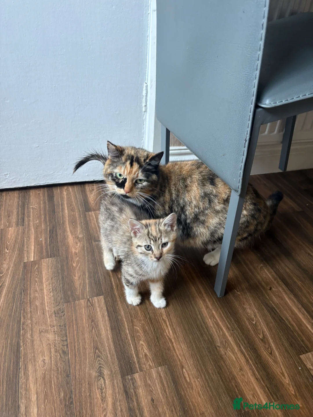 Mixed Breed cats for sale: 4 kittens available to leave.  in Sheffield - Advert 8