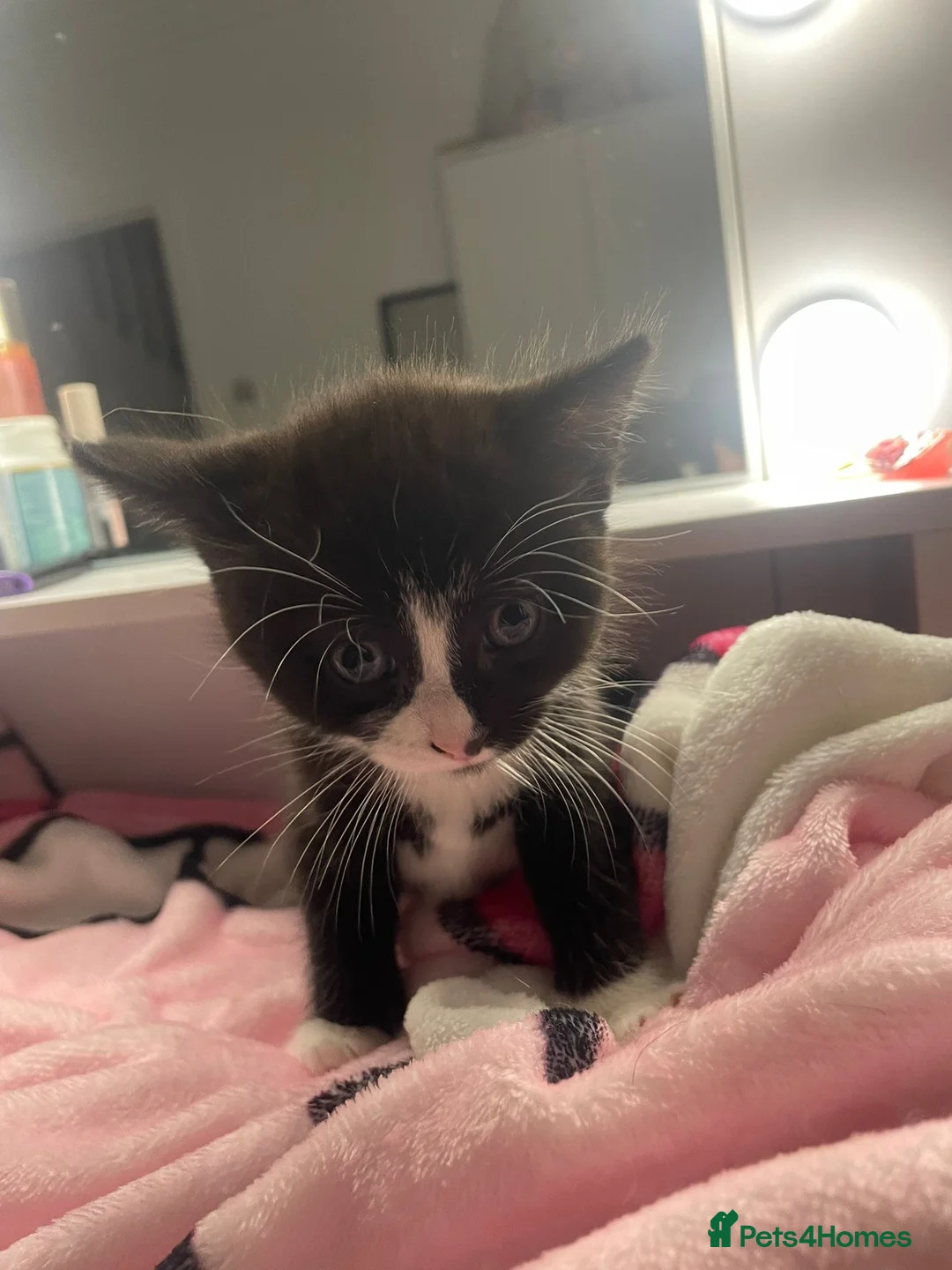 Domestic Shorthair cats for sale: Kittens  - Advert 6