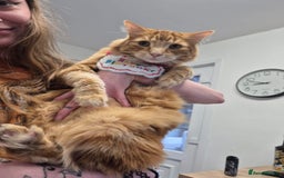 Maine Coon cats for sale: Absolutely Stunning Part Maine Coon Calico Female - Image 12