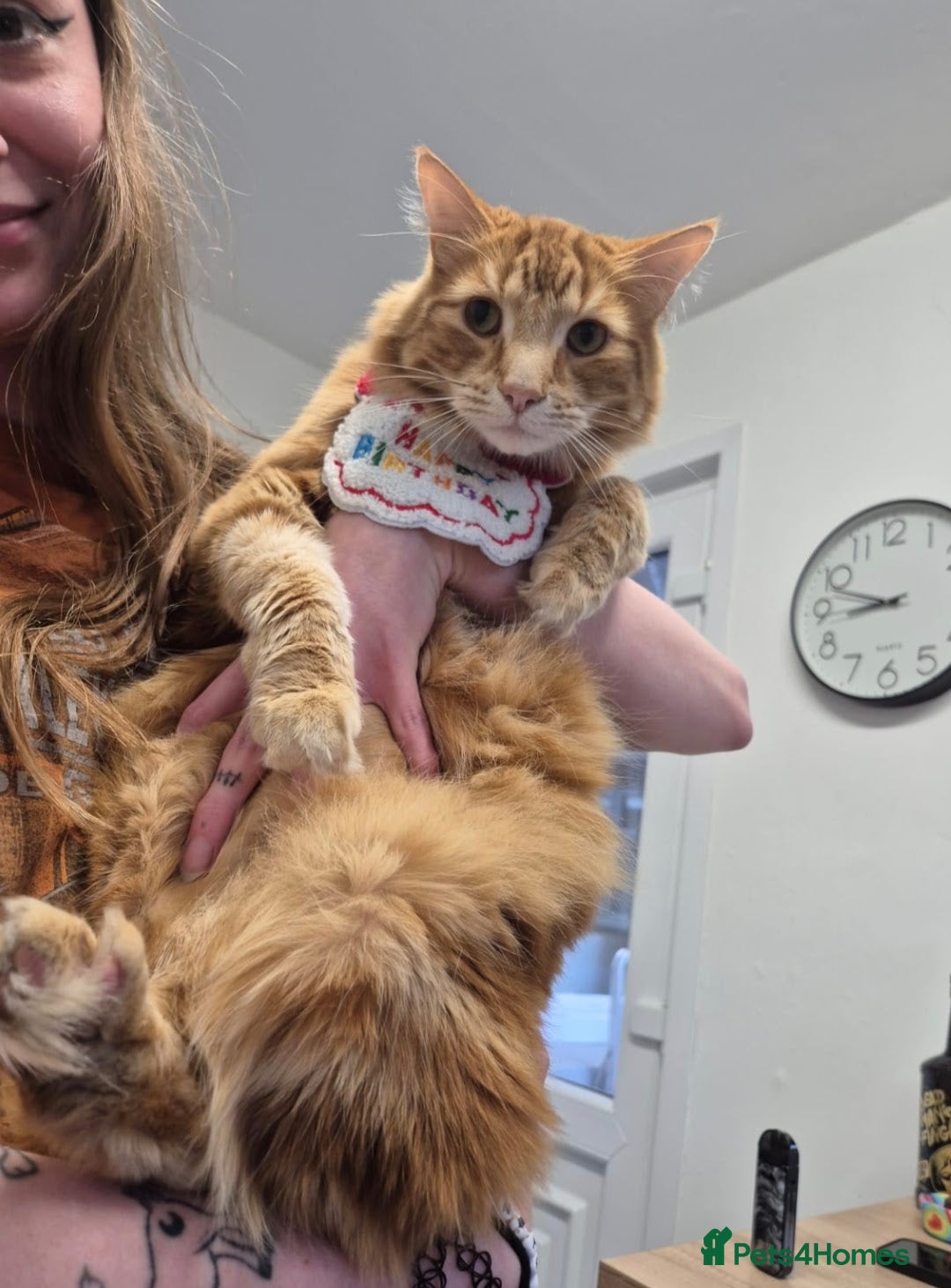 Maine Coon cats for sale: Absolutely Stunning Part Maine Coon Calico Female - Image 12