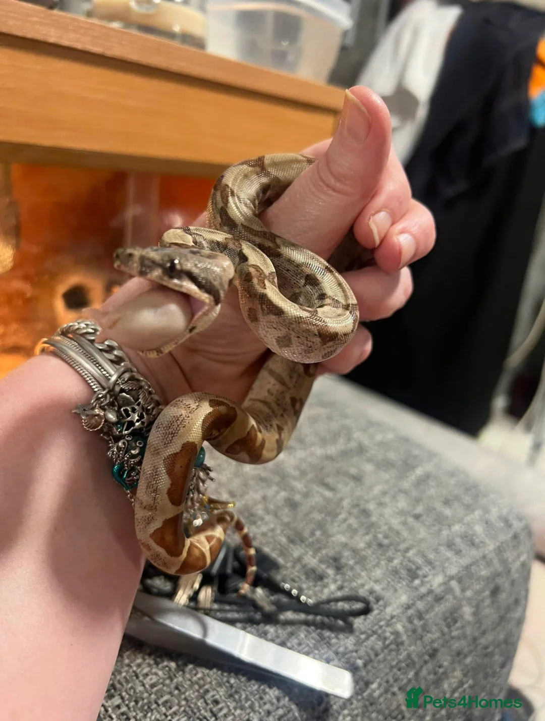 Boa Snake reptiles for sale: Litter of baby boas. in Newport - Advert 1