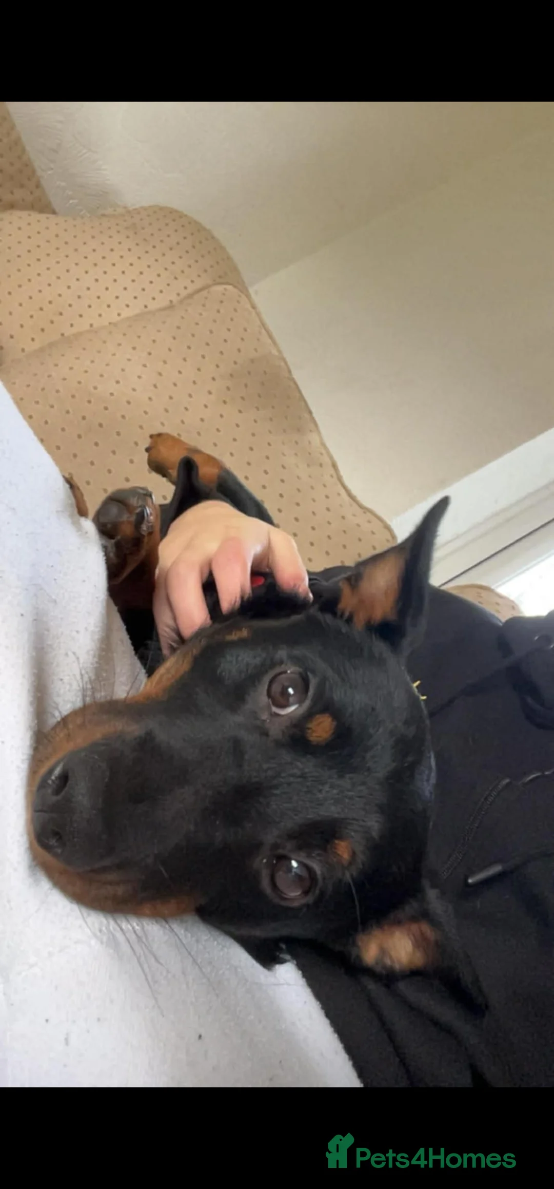 Lancashire Heeler dogs for sale: Male puppy Lancashire Heeler in Burnley - Advert 8