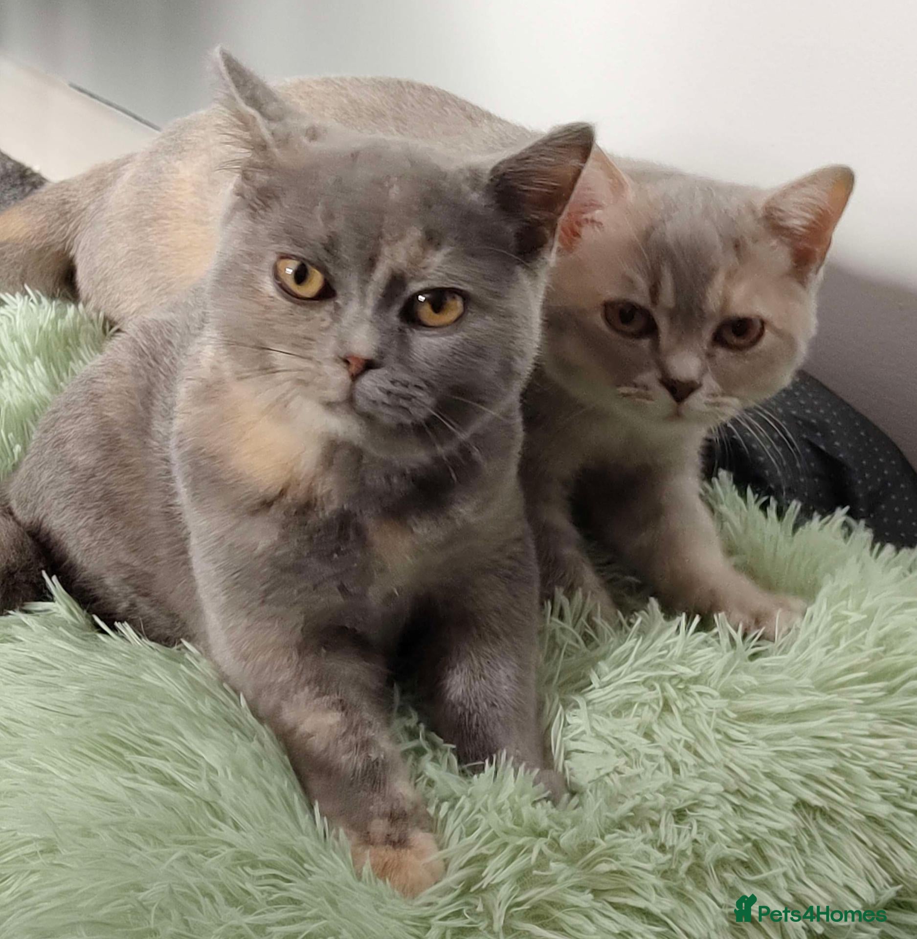 British Shorthair cats Two BSH sisters  - Advert 2