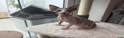 Sphynx cats for sale: Gorgeous male Sphynx kittens for sale  in Liverpool - Advert 6