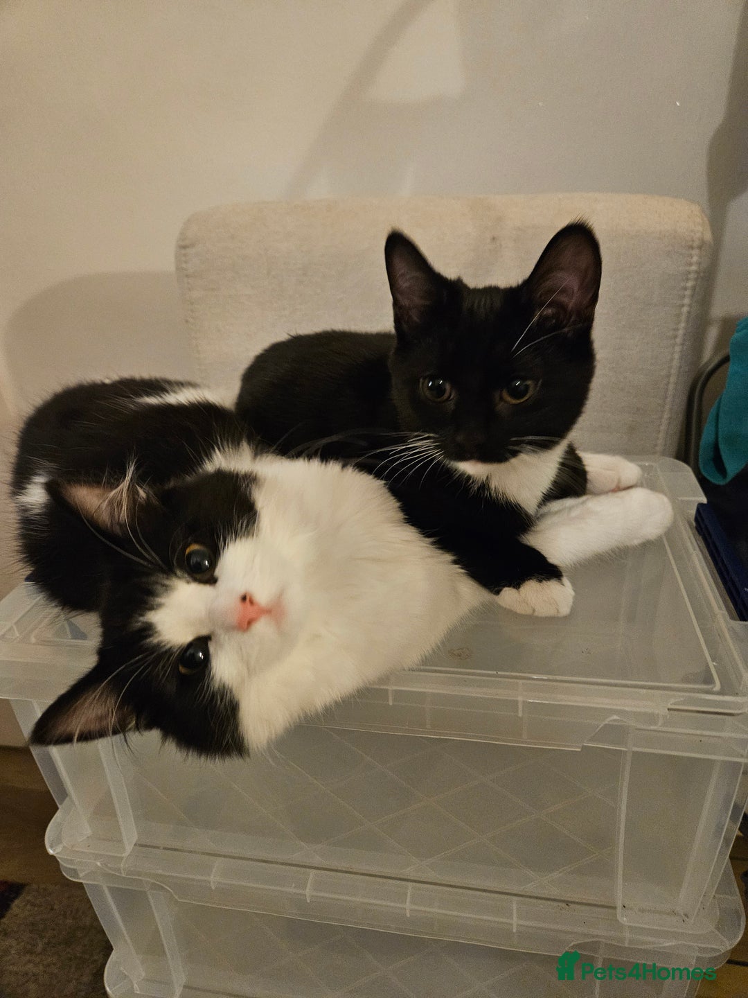 Mixed Breed cats for sale: Fluffy longhaired kitten for sale - Advert 1