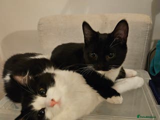 Mixed Breed cats *pending* Fluffy longhaired kitten for sale - Advert 3