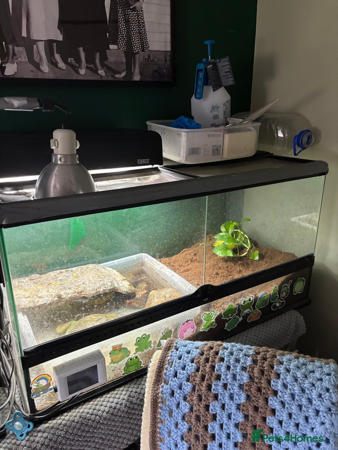 Frog reptiles for sale: Pair of Giant African Bullfrogs with Setup  - Image 7