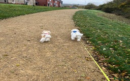 Bichon Frise dogs for sale: Loving home wanted  - Image 7