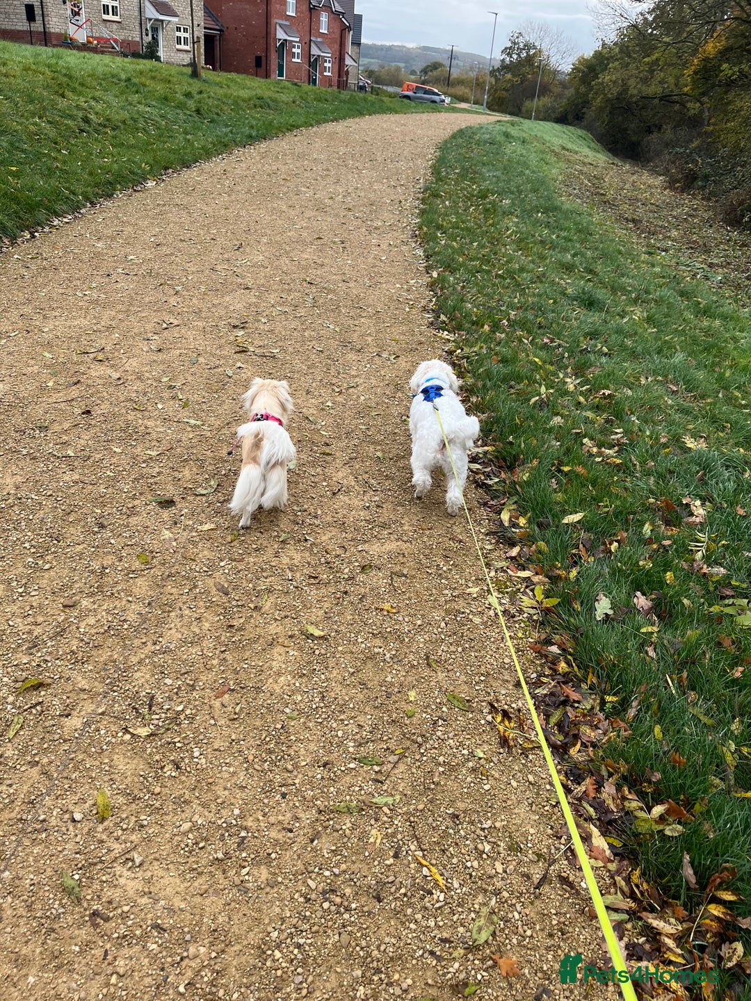 Bichon Frise dogs for sale: Loving home wanted  - Image 7