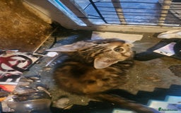 British Shorthair cats for sale: 3 Beautiful marked female kittens  - Advert 4