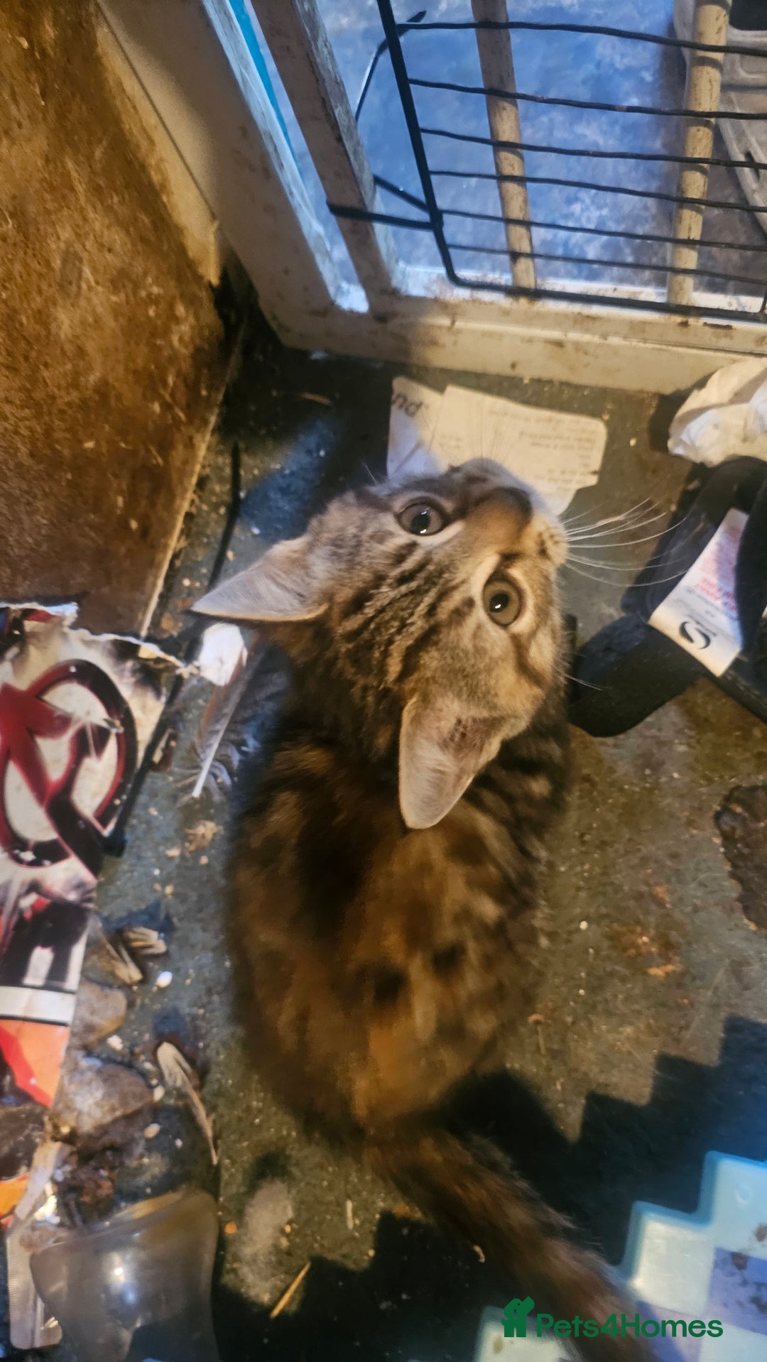 British Shorthair cats for sale: 3 Beautiful marked female kittens  - Advert 4