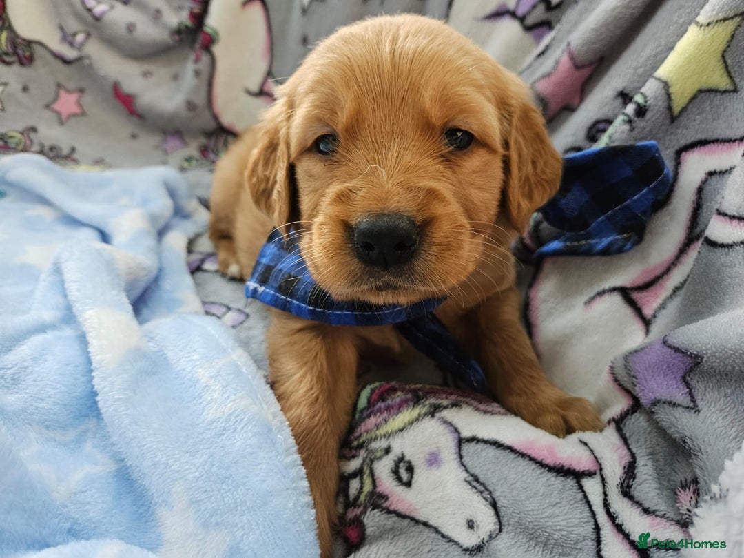 Golden Retriever dogs for sale: Astounding KC Registered Puppies  - Advert 13