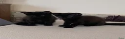 British Longhair cats for sale: Beautiful kittens in need forever homes❤️ - Advert 18
