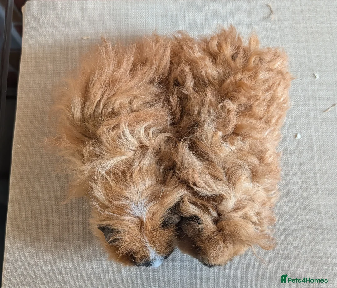 Guinea Pig rodents for sale: Gorgeous brothers looking for their forever home - Advert 2