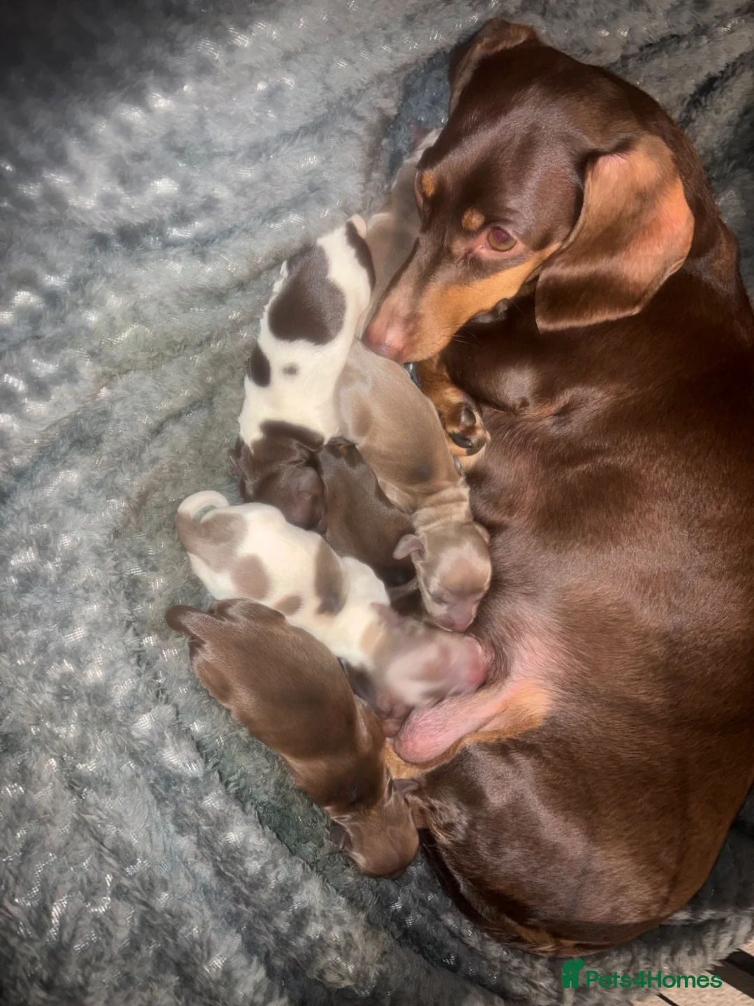 Miniature Dachshund dogs for sale: Stunning kc reg miniature dachshund  in Liverpool - Advert 2