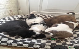 Mixed Breed dogs for sale: 4beautiful terrierxGerman ShepherdxLabrador puppy - Image 18