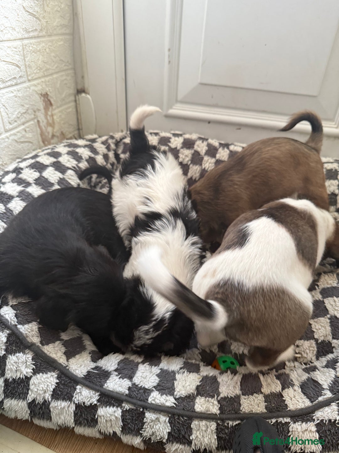 Mixed Breed dogs for sale: 4beautiful terrierxGerman ShepherdxLabrador puppy - Image 18