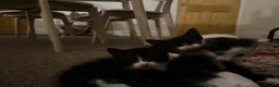 Mixed Breed cats for sale: My babies need forever homes  in Nottingham - Advert 3