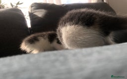 Mixed Breed cats for sale: 5 kittens for sale - Advert 19