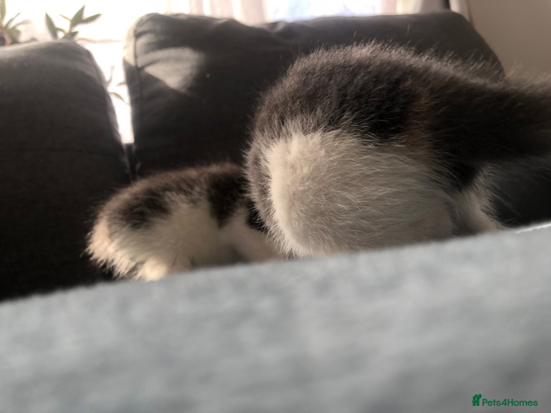 Mixed Breed cats for sale: 5 kittens for sale - Advert 19