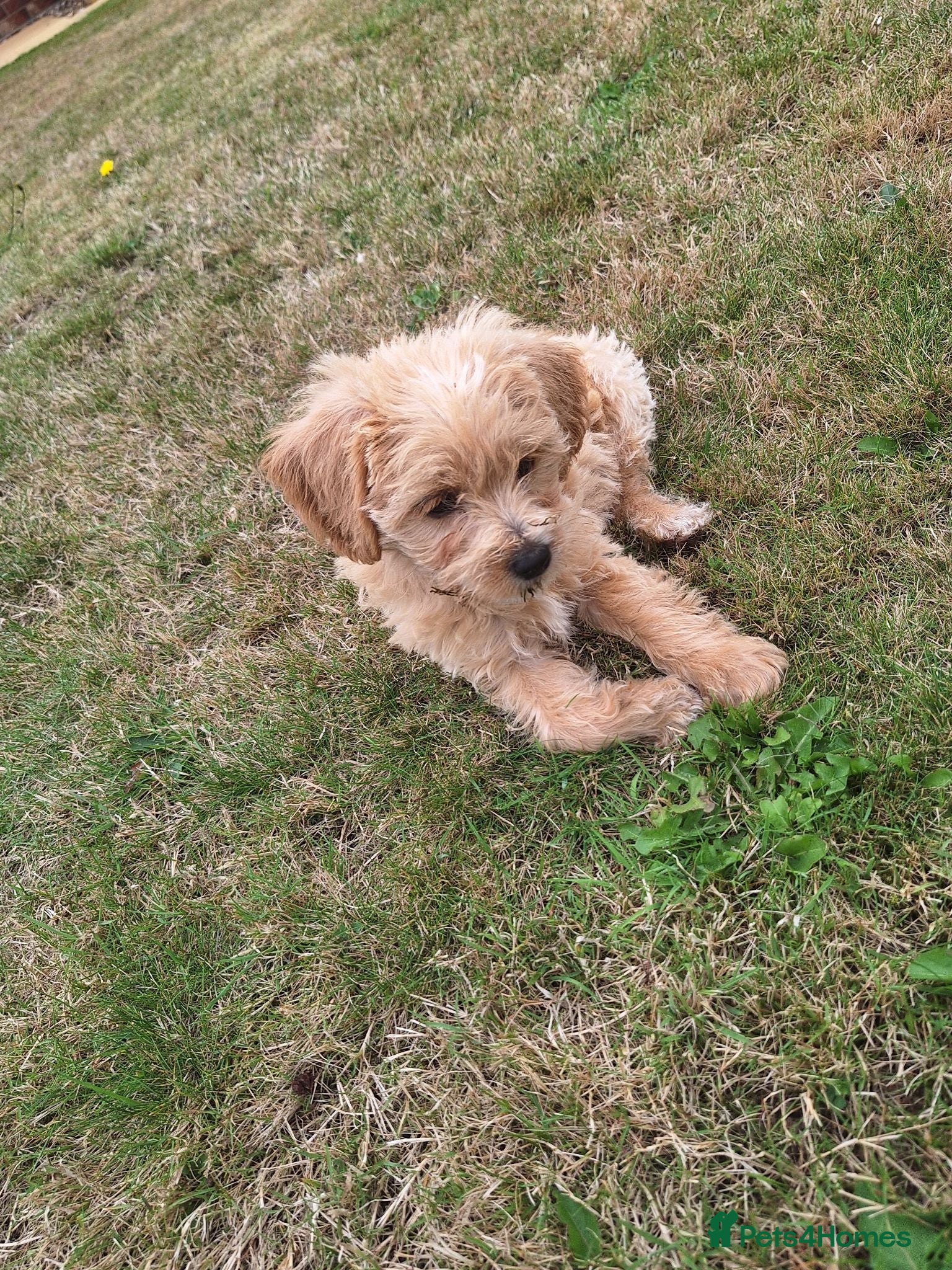 Mixed Breed dogs Border poodle puppies  - Advert 16