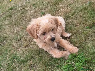 Mixed Breed dogs Border poodle puppies - Advert 16