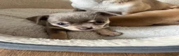 Chihuahua dogs for sale: Chihuahua puppies 2 boys kc registered  - Advert 29