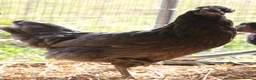 Chickens poultry for sale: Point of lay hybrid hens  - Advert 17