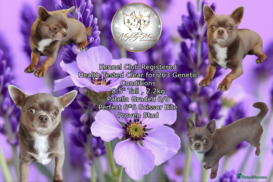 Chihuahua dogs for sale: Beautiful chihuahua Pups for sale  - Image 13