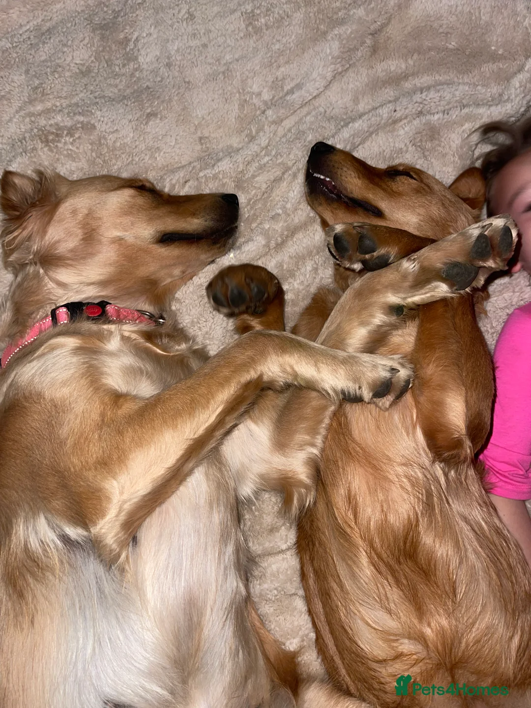 Golden Retriever dogs for sale: Champion lined KC REG GOLDEN RETRIEVER puppies - Advert 4