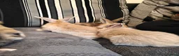 Mixed Breed rabbits for sale: Baby rabbits  - Advert 5
