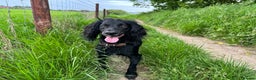Cocker Spaniel dogs for sale: Beautiful cocker spaniels (working) - Advert 8