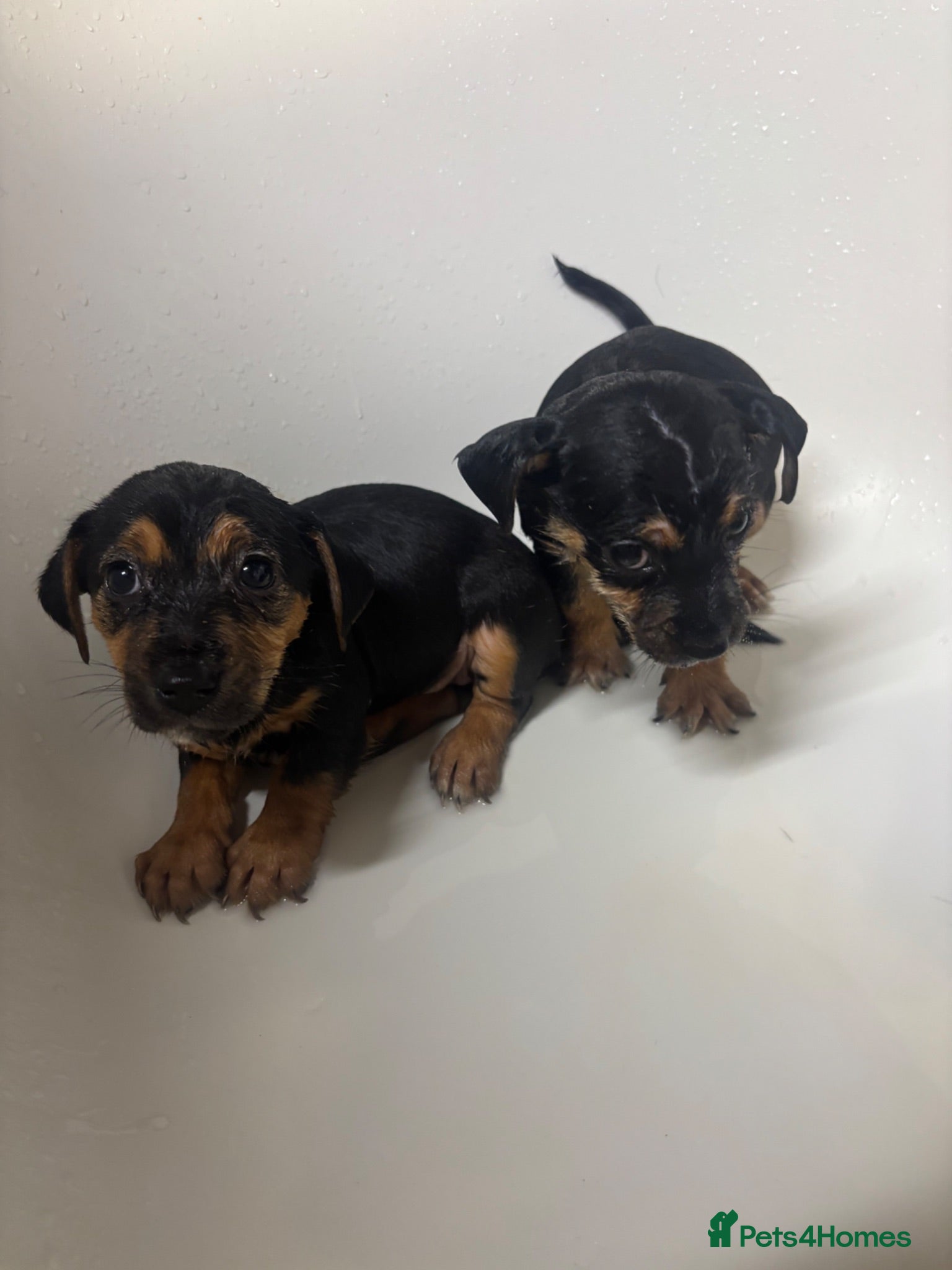 Mixed Breed dogs Jack Russell X Puppies  - Advert 2