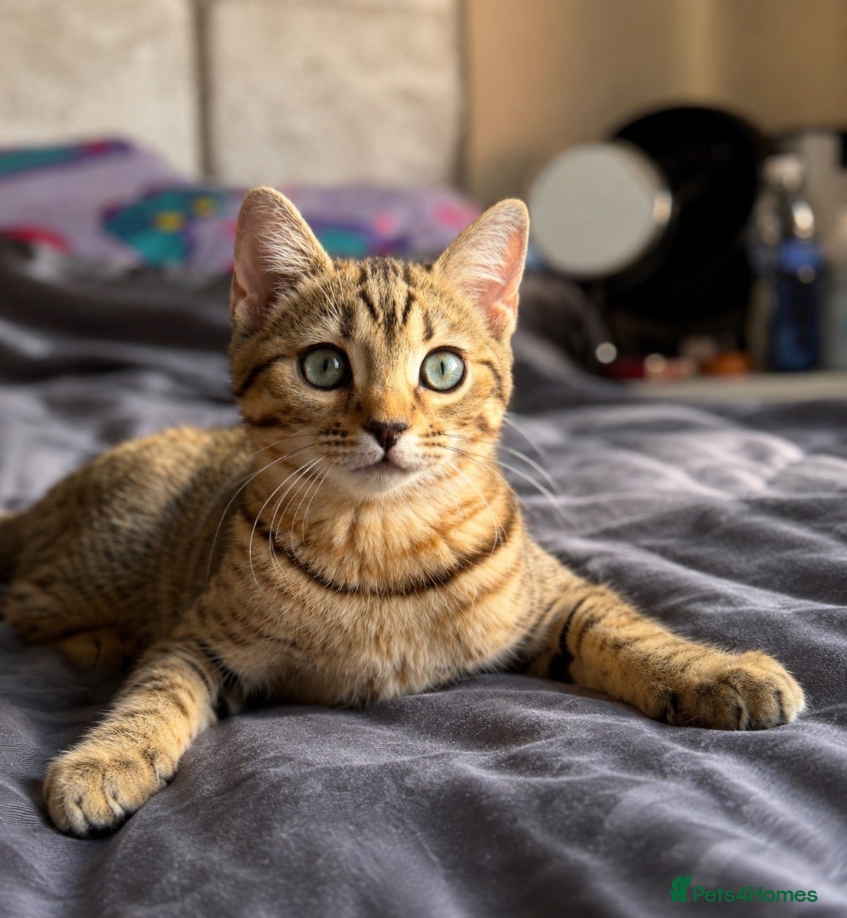Mixed Breed cats 1 SCOTTISH STRAIGHT BENGAL HYBRID MIX FEMALE  - Advert 3